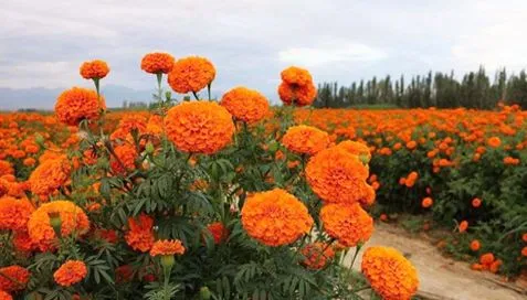 Marigold ekstrakti nima?