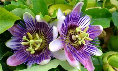 Ehtiros gullari ekstraktidan qanday foydalanish kerak?