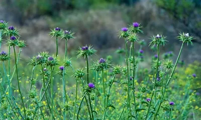 Silymarin jigarni himoya qiladimi?