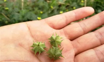 Tribulus Terrestris ekstrakti nima?